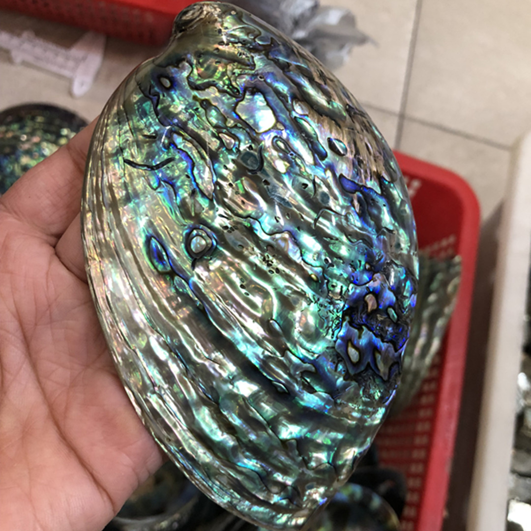 Aquarium Fish New Zealand - 1 Pc New Zealand Natural Polished