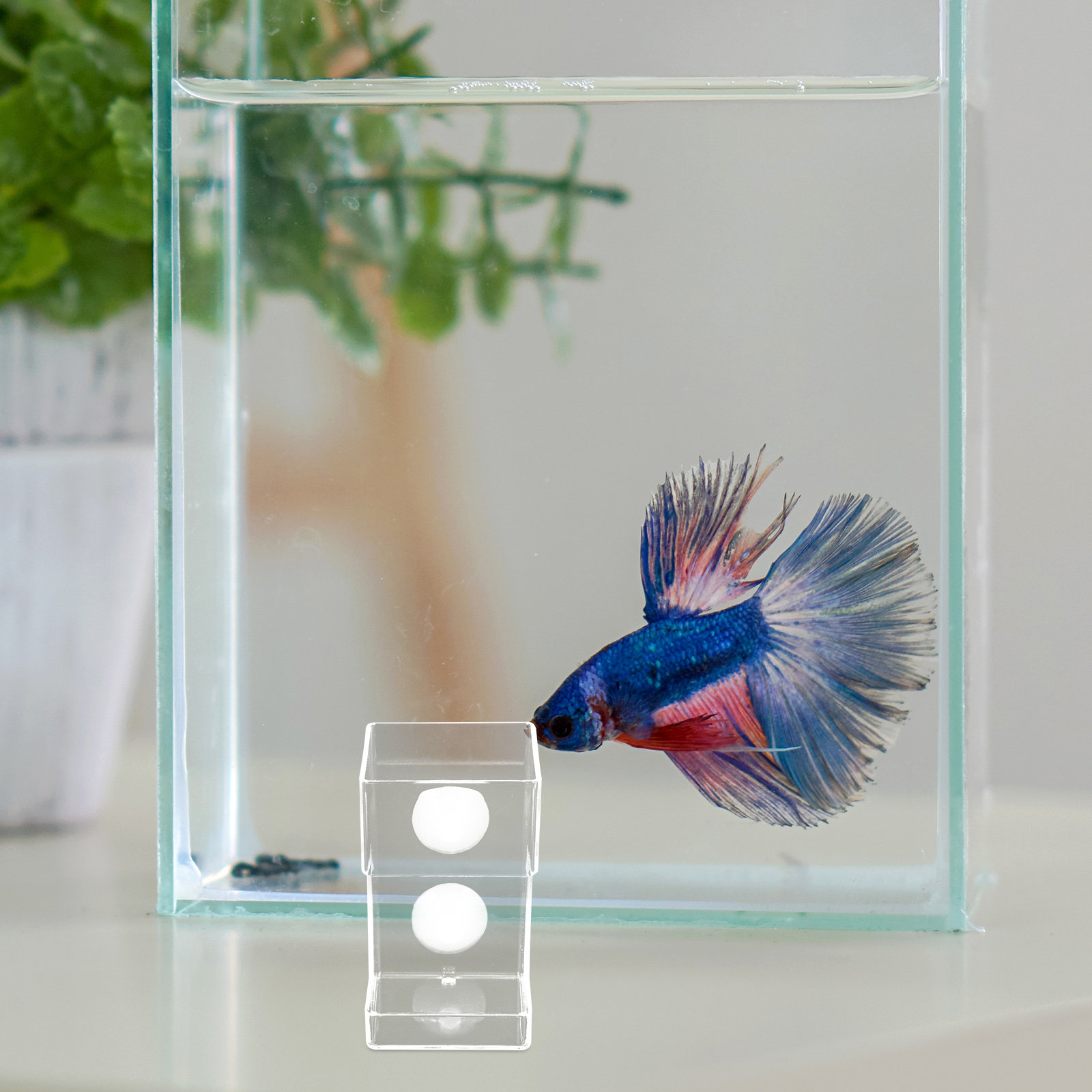 Aquarium Acrylic Fish Feeder F - Aquarium Fish Feeder Automatic review and price