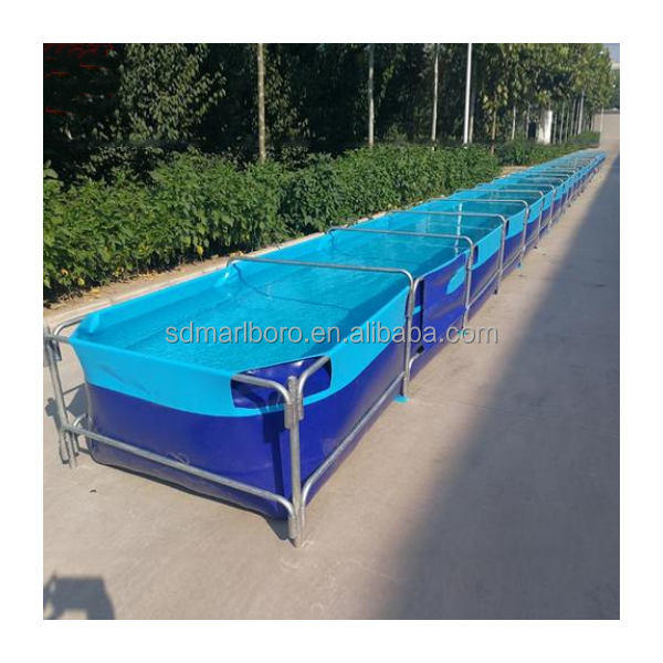 AIROW Custom Commercial High Q - Aquarium Fish For Sale review and price