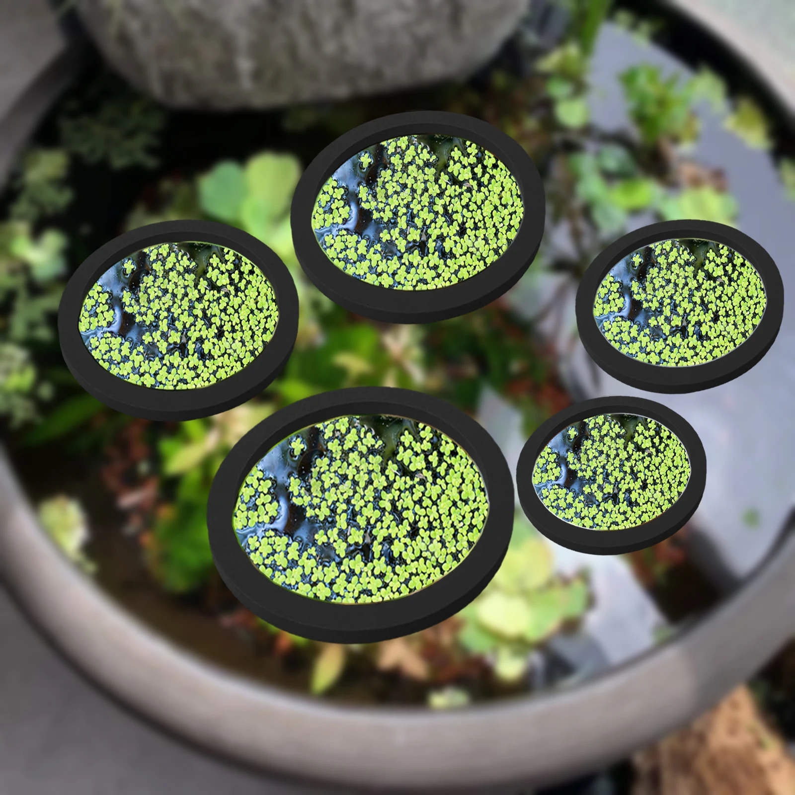 5Pcs EVA Fish Feeding Ring Aqu - Aquarium Fish Marine review and price