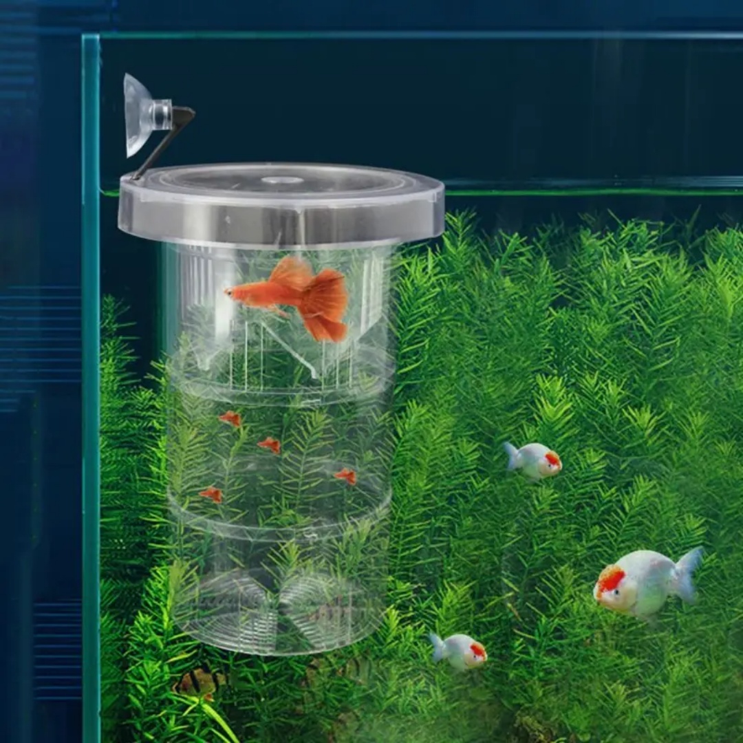 Acrylic Floating Fish Breeding - Aquarium Fish Marine review and price